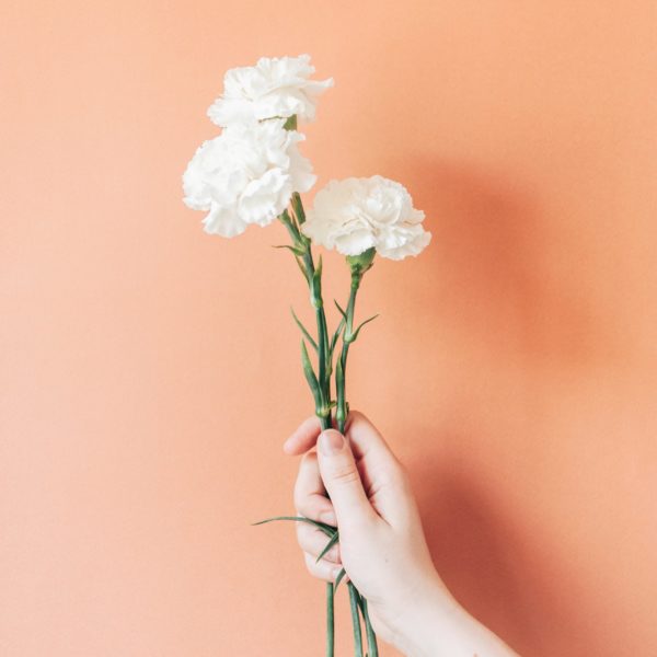 Carnation